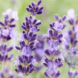 Balsam dryer 3in1, lavanda, Sano, 750 ml Balsam dryer 3in1, lavanda, Sano, 750 ml